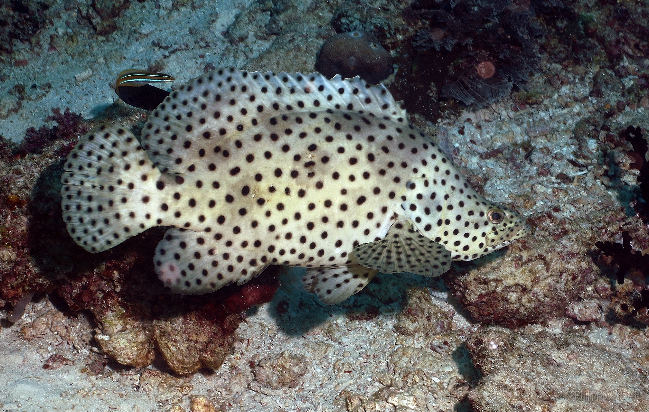 Raja Ampat 2016 - Chromileptes altivelis - Barramundi - Merou bossu ou de Grace Kelly - IMG_5636_rc.jpg